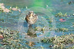 Turdus pilaris, Fieldfare.