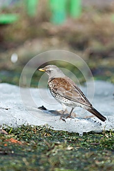 Turdus pilaris, Fieldfare.