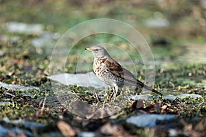 Turdus pilaris, Fieldfare.