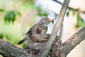 Turdus pilaris, Fieldfare.