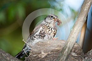 Turdus pilaris, Fieldfare.