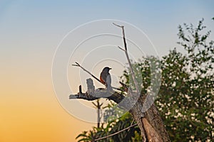Turdus rufiventris bird perched on dry tree branch photo
