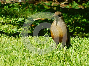 Turdus rufiventris looking for food in the park photo