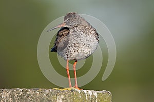 Tureluur, Common Redshank, Tringa totanus