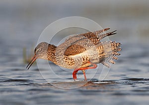 Tureluur, Common Redshank, Tringa totanus