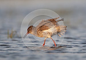 Tureluur, Common Redshank, Tringa totanus