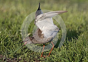 Tureluur, Common Redshank, Tringa totanus photo