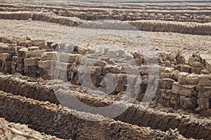 Peat field photo