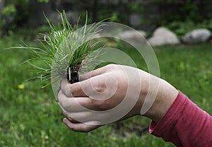 Turf grass and earth