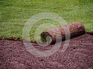 Turf grass roll