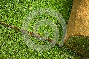 Turf grass roll background