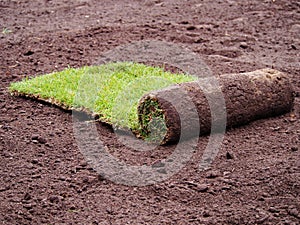 Turf grass roll