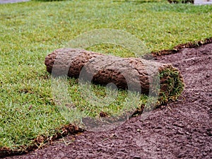 Turf grass roll
