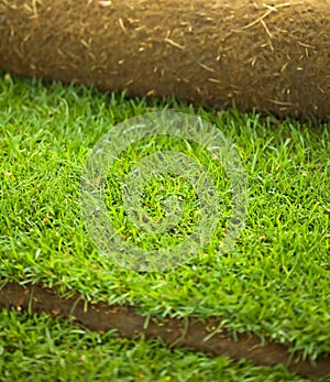 Turf grass roll closeup