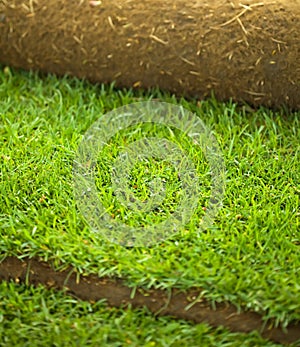 Turf grass roll closeup