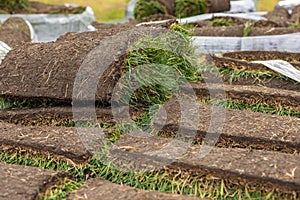 Turf grass roll, green grass carpet in roll for lawn. Stack of turf grass rolls for landscaping