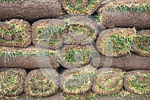 Turf Grass Rolls
