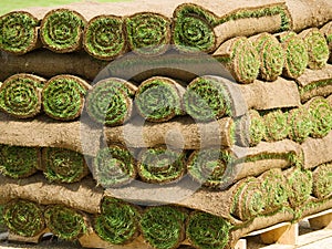 Turf grass rolls