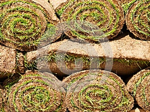 Turf grass rolls