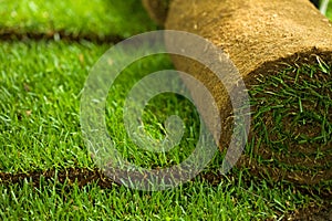 Turf grass rolls closeup photo