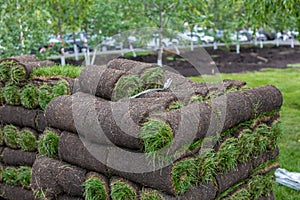 turf grass rolls for lawn. Carpet of turf, roll of sod for landscaping. Installation of modern landscape and environment