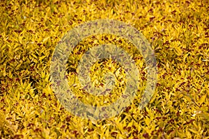 Turf inflorescences closeup top view, abstract orange natural background against the sun