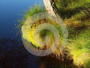 Turf and moss on lakeside