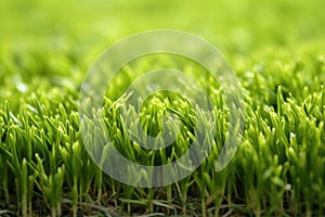 turfgrass for golf greens close-up