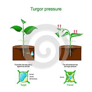 Turgor pressure. Plant cells osmosis