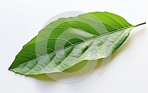 Turino Leaf in Transparency -Generative ai