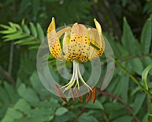 Turk's Cap Lily