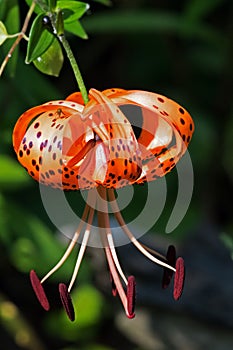 Turk's-Cap Lily with Fly
