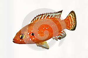 Turkana Jewel Cichlid  Aquarium Fish Hemichromis exsul