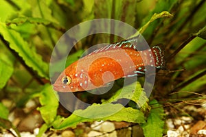 Turkana Jewel Cichlid  Aquarium Fish Hemichromis exsul