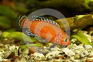 Turkana Jewel Cichlid  Aquarium Fish Hemichromis exsul