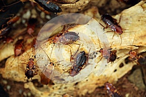 Turkestan cockroach (Blatta lateralis), also known as the rusty photo