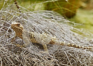 Turkestan Rock Agama Paralaudakia lehmanni