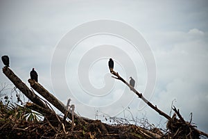 Turket Vultures resting on dead trees