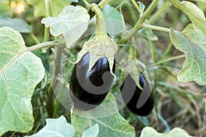 Turkey / Antalya, eggplant greenhouse, eggplant field