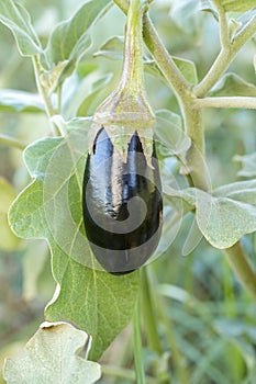 Turkey / Antalya, eggplant greenhouse, eggplant field