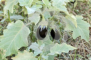 Turkey / Antalya, eggplant greenhouse, eggplant field