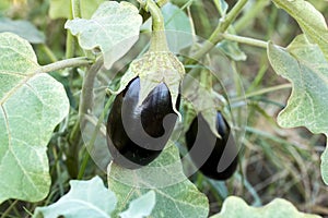 Turkey / Antalya, eggplant greenhouse, eggplant field