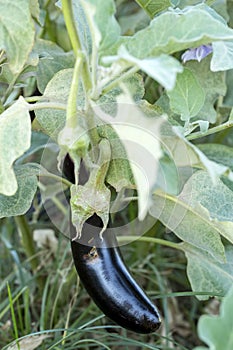 Turkey / Antalya, eggplant greenhouse, eggplant field