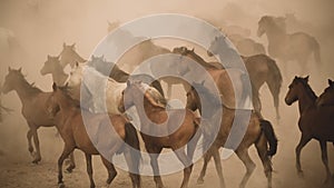 Horses run gallop in dust