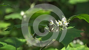 turkey berry flowers are growing on a tree