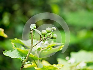 Turkey berry,Pea Aubergine,Eggplant,Solanum torvum