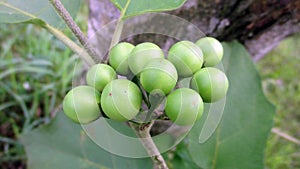 Turkey berry Solanum torvum