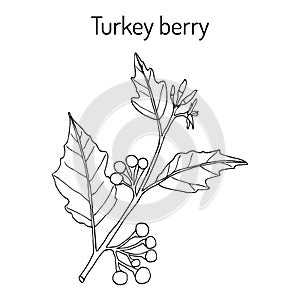 Turkey berry Solanum torvum culinary and medicinal plant