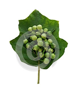 Turkey Berry, Solanum torvum, Pea eggplant bunch on green leaf