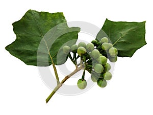 Turkey Berry, Solanum torvum, Pea eggplant bunch and green leaves